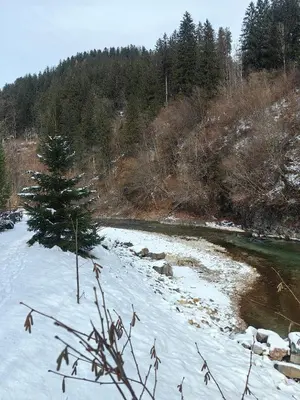 a snow covered river with a pine tree next to it at Hiša Hortenzija Luče in Luče