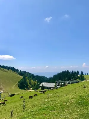 a herd of cows grazing in a grassy field at Apartma v objemu gora - Krvavec in Cerklje na Gorenjskem