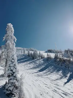 a snow covered tree on a snow covered field at Apartma v objemu gora - Krvavec in Cerklje na Gorenjskem