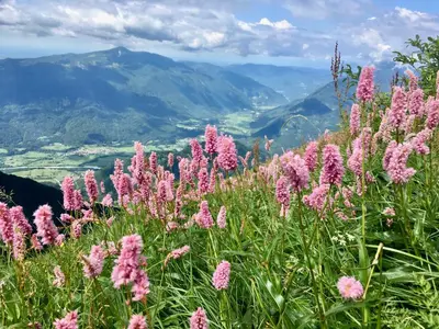 a field of pink flowers on top of a mountain at Cozy & Chic - Apartment with a private patio in Kobarid