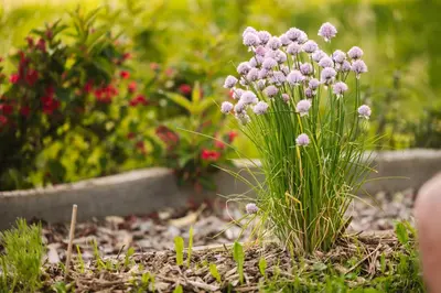 a bunch of purple flowers in a garden at Lakeside Glamping Tents Mažijev Grič in Gradišče pri Lukovici