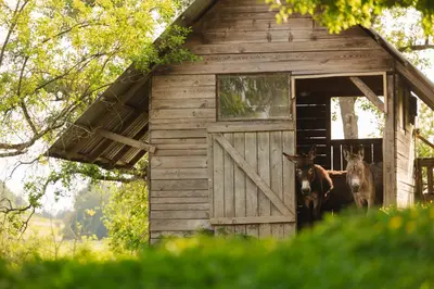 two horses standing in the doorway of a woodenshed at Lakeside Glamping Tents Mažijev Grič in Gradišče pri Lukovici