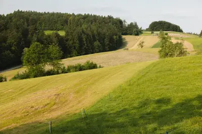 a green field with trees on the side of a hill at Lakeside Glamping Tents Mažijev Grič in Gradišče pri Lukovici