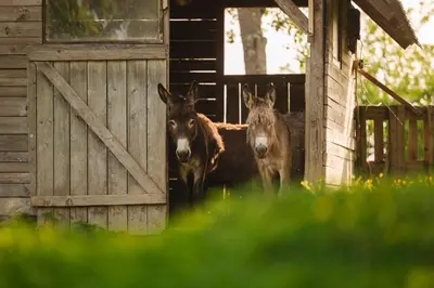 two horses standing in the doorway of a barn at Lakeside Glamping Tents Mažijev Grič in Gradišče pri Lukovici