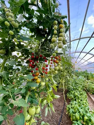 a bunch of tomatoes growing in a greenhouse at The Wood Nest Apartment in Borovnica