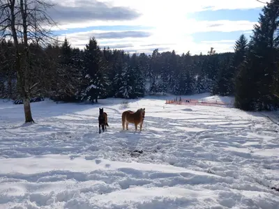 two horses standing in a snow covered field at The Wood Nest Apartment in Borovnica