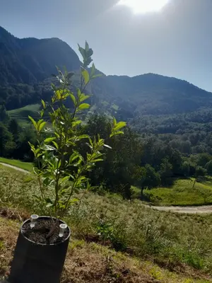 a plant in a pot on top of a hill at Tepe Retreat in Konjšica