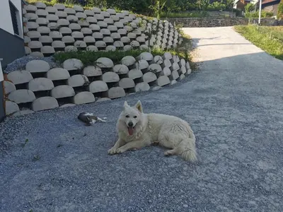 a white dog laying on the ground next to a bird at Apartma Gaber in Veliki Gaber