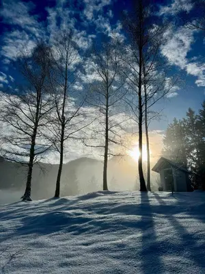 a group of trees and a house in the snow at Gaj pod brezami in Luče