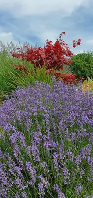 a field of purple and purple flowers and red plants at Apartma Tomažič in Hrušica