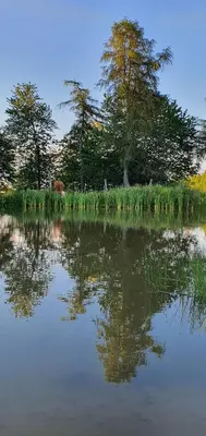 a reflection of trees in a body of water at Apartma Tomažič in Hrušica
