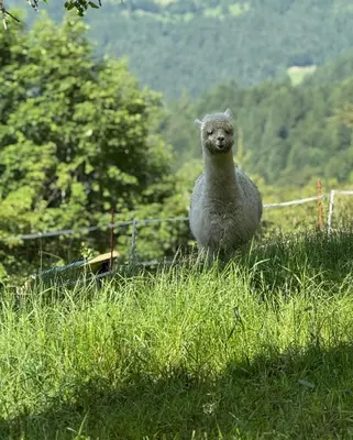 a lamb sitting in the grass in a field at Domačija Za robom in Cerkno