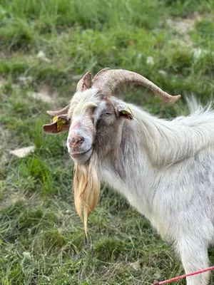 a goat with long horns standing in a field at Domačija Za robom in Cerkno