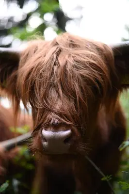 a close up of the face of a brown cow at Domačija Za robom in Cerkno
