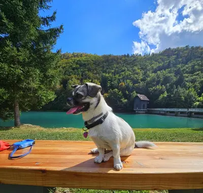 a pug dog sitting on a table near a lake at Green Hill Apartments in Žirovnica