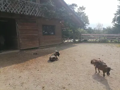 two dogs are sitting in the dirt near a cabin at Hemp farm paradise near Bled and Ljubljana in Kranj