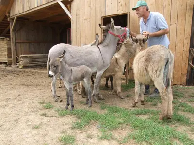 a man standing next to a group of animals at Tourist Farm Ob izviru Krupe in Semič