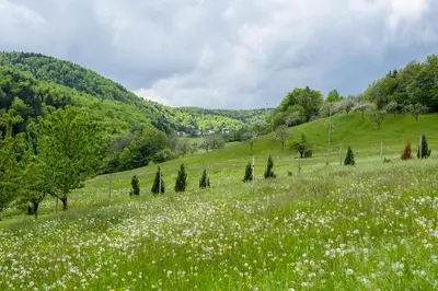a field of white flowers in a green field at Apartment Anja in Zreče