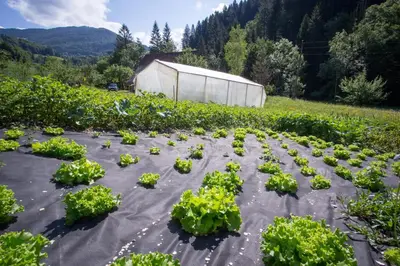 a field of green plants in a field at Uaštarie u Luogu in Cerkno