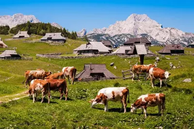 a herd of cows grazing in a field with mountains at Cozzy cottage near Ljubljana in Višnja Gora