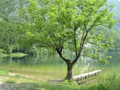 a tree and a bench in front of a lake at Apartma Jeglic in Bohinj