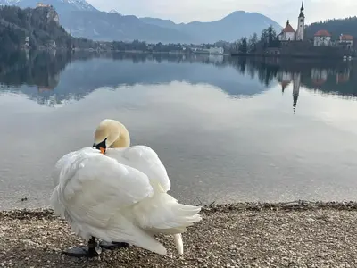 a swan standing on the shore of a lake at Apartments Hana Bled in Bled