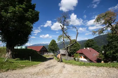 a horse is walking down a dirt road at Farmstay&Glamping Visočnik in Ljubno