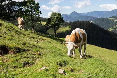 two cows are grazing on a grassy hill at Farmstay&Glamping Visočnik in Ljubno