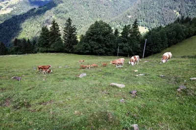 a group of cows grazing in a field of grass at Farmstay&Glamping Visočnik in Ljubno