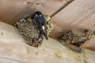 a bird sitting on top of a nest at Farmstay&Glamping Visočnik in Ljubno