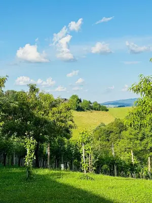 a field of green grass with trees in the background at Chalet Neva in Loče pri Poljčanah
