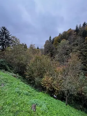 a grassy hill with trees and bushes on it at Chalet SS Pohorje in Pohorje