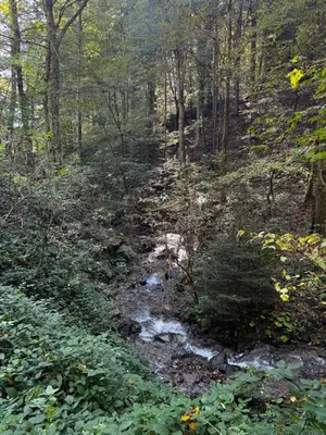 a creek in the middle of a wooded trail at Chalet SS Pohorje in Pohorje