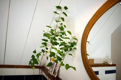 a plant in a vase next to a mirror at Pri Štefacovih - Authentic house in Grahovo