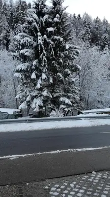 a snow covered pine tree on the side of a road at Apartment Stefka in Kranjska Gora