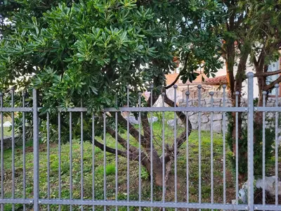 a fence with a tree in front at Apartma ob meji in Šempeter pri Gorici