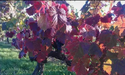 a bunch of colorful leaves on a tree at Piramida Kras in Komen