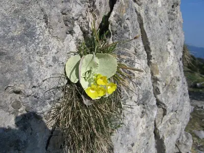 a plant with yellow flowers on a rock at Apartment Šporar in Bohinj