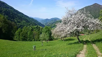 a tree in a green field with a dirt road at Kmetija Na Čendavš in Cerkno