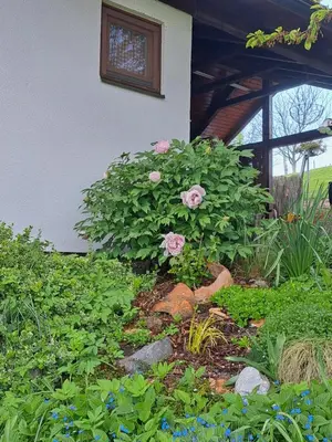 a garden with pink flowers and green plants at Hiška Janko in Metka in Ptuj