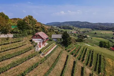 a vineyard with a house in the middle of a field at Holiday Home Sunny at vineyard in Veliki Kamen