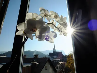 a flower in a window with the sun behind it at Vila Mila in Bled