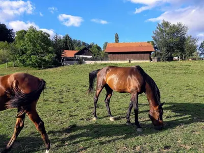 two horses grazing in a field with a barn in the background at Ranc Polo Velka sobe in Zgornja Velka