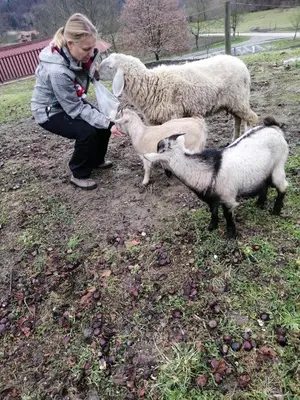 a woman feeding two sheep from a plastic bottle at Ranc Polo Velka sobe in Zgornja Velka