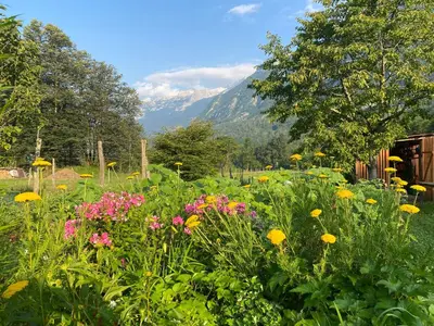 a field of flowers with a mountain in the background at Sweet Bee Cottage in Bovec