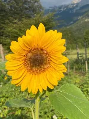 a large yellow sunflower is standing in a field at Sweet Bee Cottage in Bovec