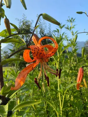an orange flower is growing in a field at Sweet Bee Cottage in Bovec
