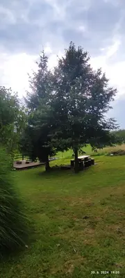 a tree in a field with a bench under it at Apartma SOFIA in Tolmin