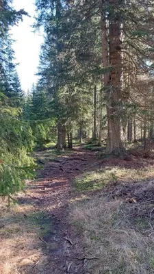 a dirt road in a forest with trees at Cottage of Rising Sun in Goreljek