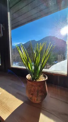a potted plant sitting in front of a window at Suita 305 in Kranjska Gora
